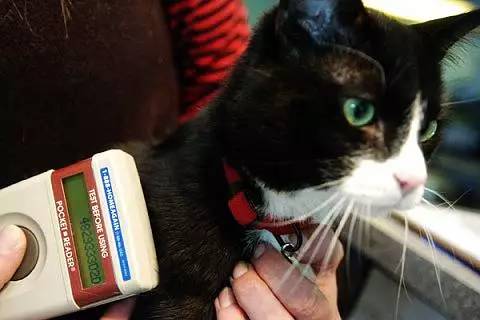 日本规定宠物需植入芯片 以防主人遗弃虐待 对此你是怎么看的?