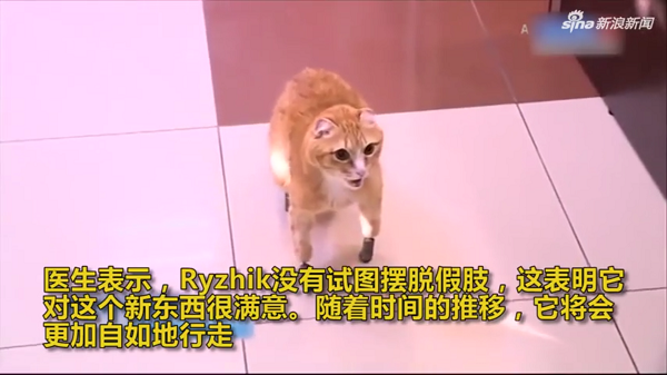 因变残疾而被主人抛弃 还好现在的高科技又使它们“重获新生”