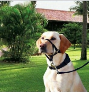 西安发布养狗条例:遛狗牵引带不得超过两米 否则惨遭罚款