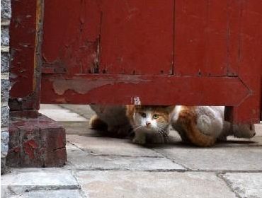 网红院长单霁翔谈故宫的猫:常收到各地寄的猫粮,整个故宫没有一只老鼠