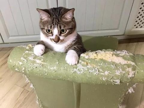 为什么猫会在看到你的时候把肚皮翻过来