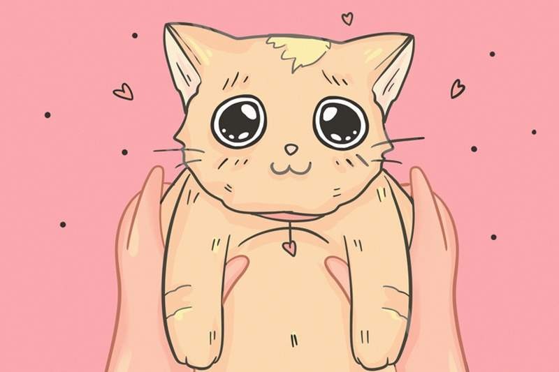 猫奴必知的8个冷知识：喵喵叫声是人类限定 猫咪能听出主人的声音