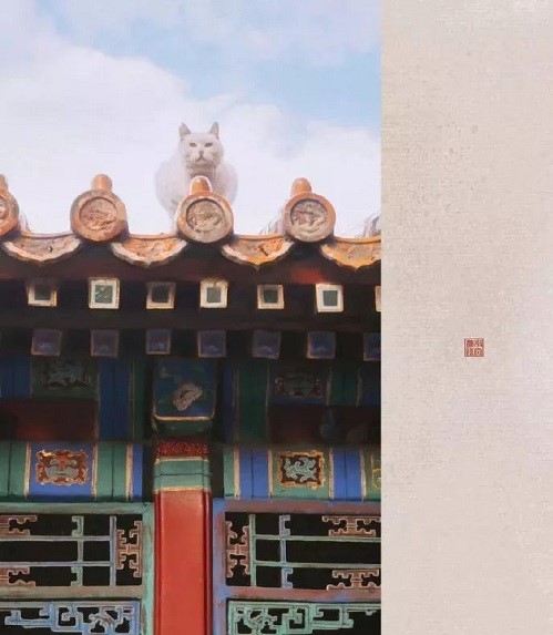 网红院长单霁翔谈故宫的猫:常收到各地寄的猫粮,整个故宫没有一只老鼠