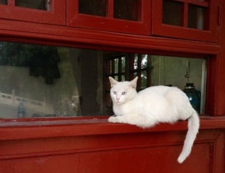 网红院长单霁翔谈故宫的猫:常收到各地寄的猫粮,整个故宫没有一只老鼠