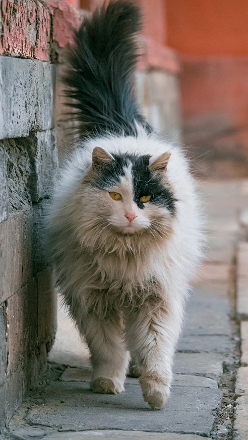 网红院长单霁翔谈故宫的猫:常收到各地寄的猫粮,整个故宫没有一只老鼠