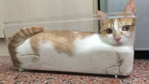 为什么猫会在看到你的时候把肚皮翻过来