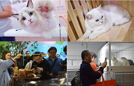【最强攻略】年度萌宠狂欢精彩来袭~CPF武汉展海陆空萌宠齐聚，你想知道的都在这里！