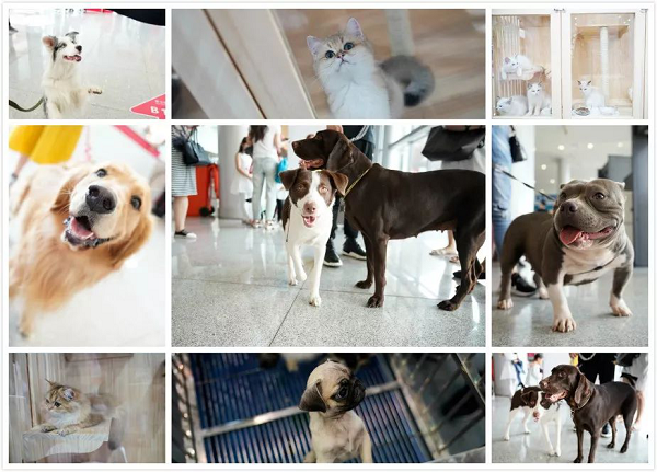 【最强攻略】年度萌宠狂欢精彩来袭~CPF武汉展海陆空萌宠齐聚，你想知道的都在这里！