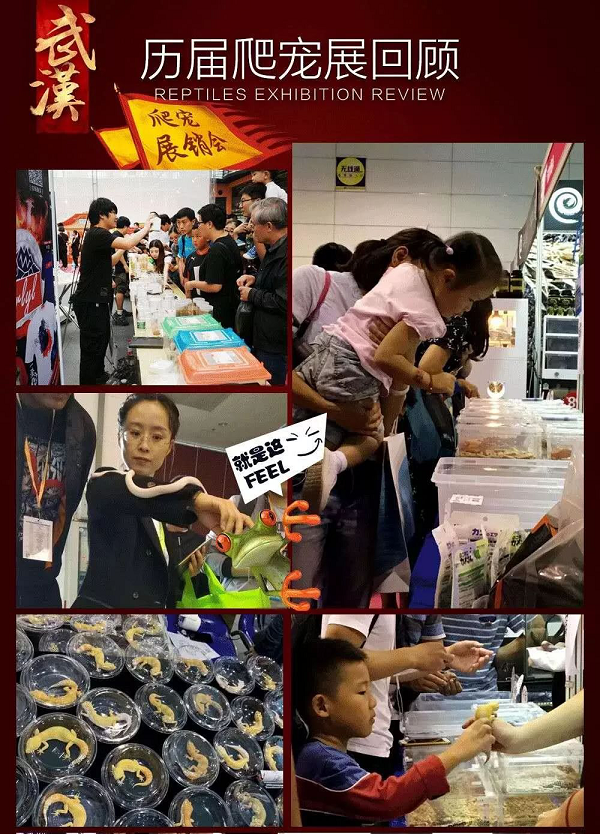 【最强攻略】年度萌宠狂欢精彩来袭~CPF武汉展海陆空萌宠齐聚，你想知道的都在这里！