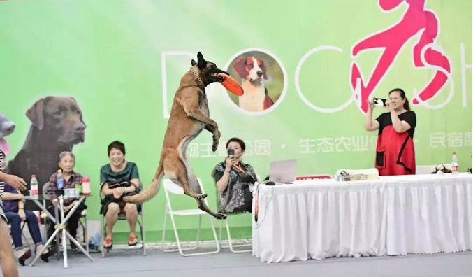 【最强攻略】年度萌宠狂欢精彩来袭~CPF武汉展海陆空萌宠齐聚，你想知道的都在这里！