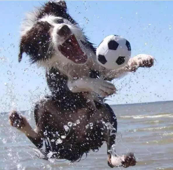 醇粹狗粮怎么样?如何让老龄犬更长寿?