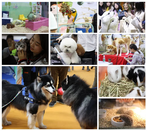 【最强攻略】年度萌宠狂欢精彩来袭~CPF武汉展海陆空萌宠齐聚，你想知道的都在这里！