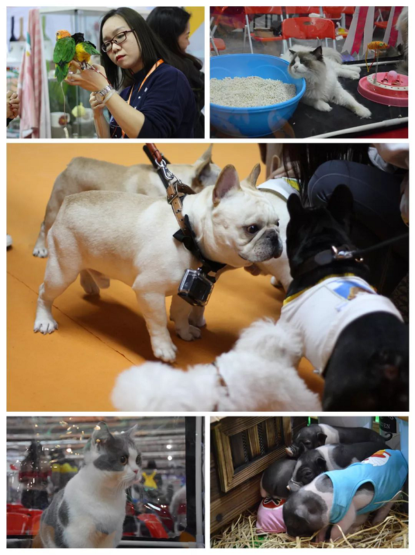 【最强攻略】年度萌宠狂欢精彩来袭~CPF武汉展海陆空萌宠齐聚，你想知道的都在这里！