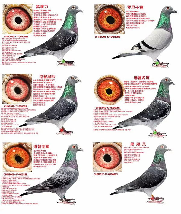 【最强攻略】年度萌宠狂欢精彩来袭~CPF武汉展海陆空萌宠齐聚，你想知道的都在这里！