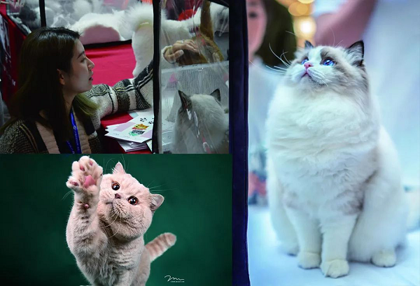 【最强攻略】年度萌宠狂欢精彩来袭~CPF武汉展海陆空萌宠齐聚，你想知道的都在这里！