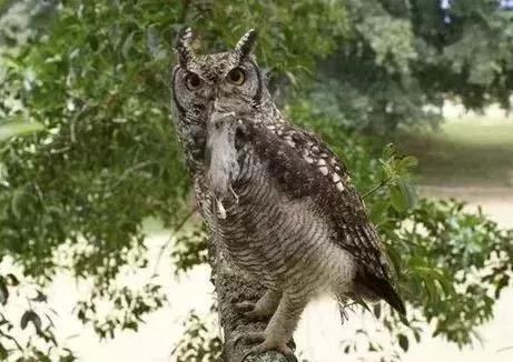 各大名校的“校宠”们 马上高考的你们有没有你心仪的学校类