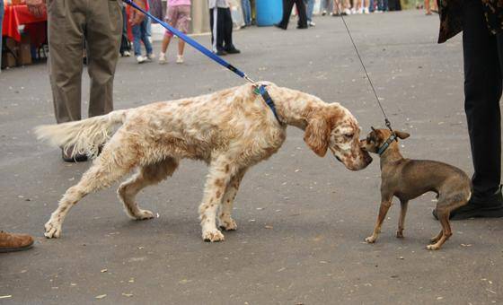 因遛狗未牵狗绳而造成悲剧 事后狗主人要求司机赔偿3000元