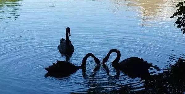 各大名校的“校宠”们 马上高考的你们有没有你心仪的学校类