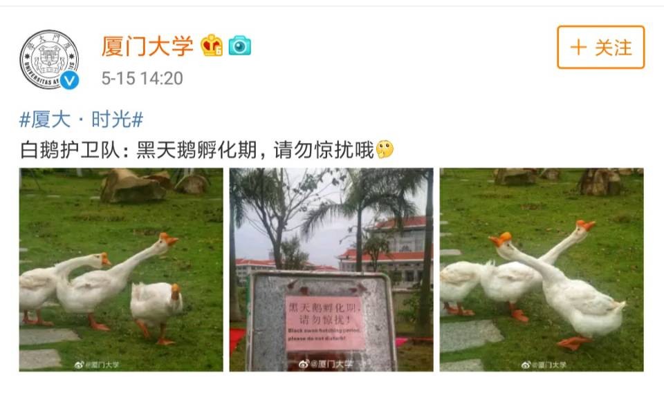 各大名校的“校宠”们 马上高考的你们有没有你心仪的学校类