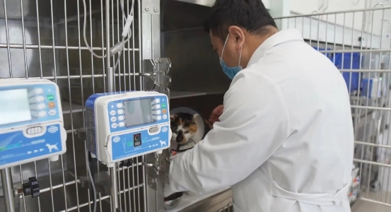 用一份初心，做一份工作——佳雯宠物医院的李永学医生