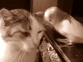 动物幽默图片 别动我滚一边去