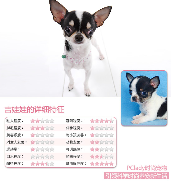 大眼苹果脸 4招让你轻松挑选吉娃娃