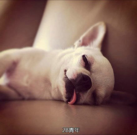 搞笑帅气狗狗图片 看出了狗狗们的等级制