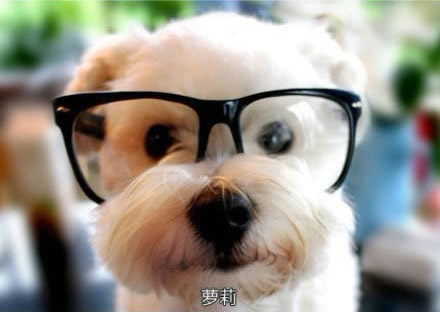 搞笑帅气狗狗图片 看出了狗狗们的等级制