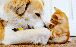 动物幽默图片 别动我滚一边去