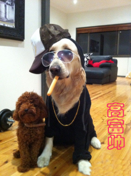 搞笑帅气狗狗图片 看出了狗狗们的等级制