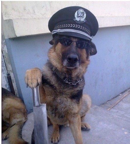 搞笑帅气狗狗图片 看出了狗狗们的等级制