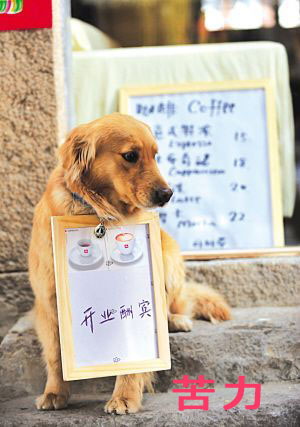 搞笑帅气狗狗图片 看出了狗狗们的等级制