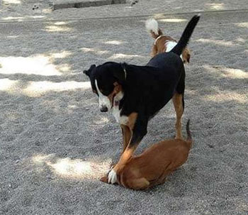 动物幽默图片 别动我滚一边去