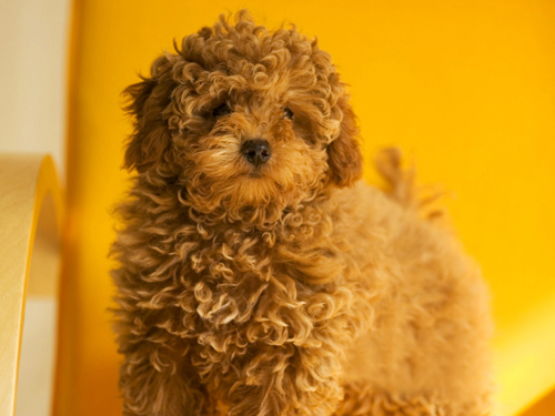 女生最爱贵宾犬