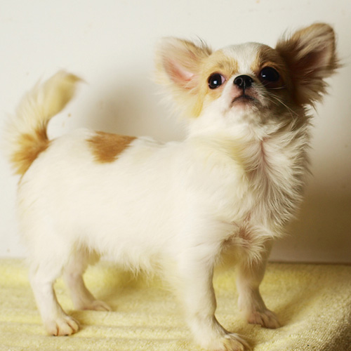 长毛吉娃娃图片 小可爱大乐趣