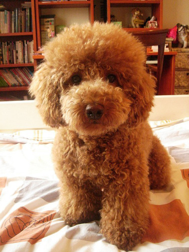 女生最爱贵宾犬