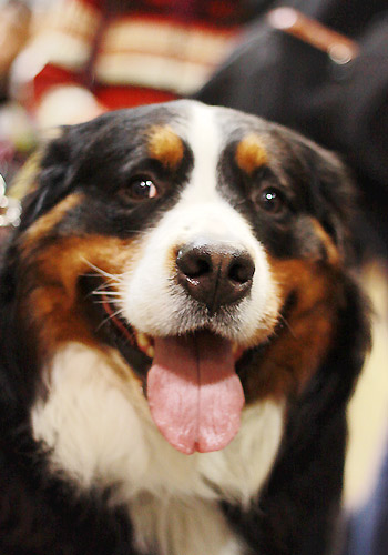 小伯恩山犬的萌图