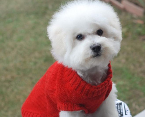 比熊犬的可爱图片