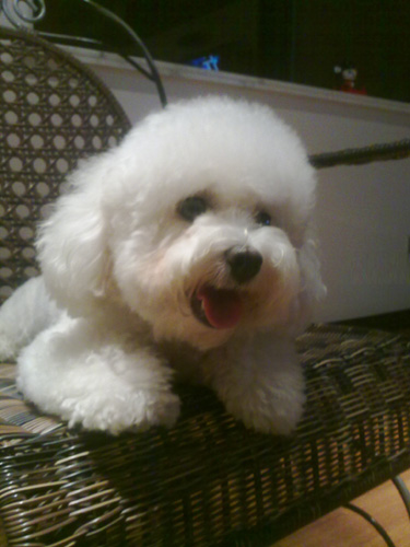 雪绒绒的比熊犬靓图