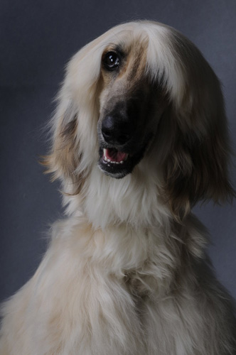 阿富汗猎犬配种方法 了解正确的时间与注意事项