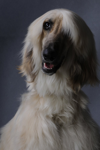 另类风格的阿富汗猎犬图片