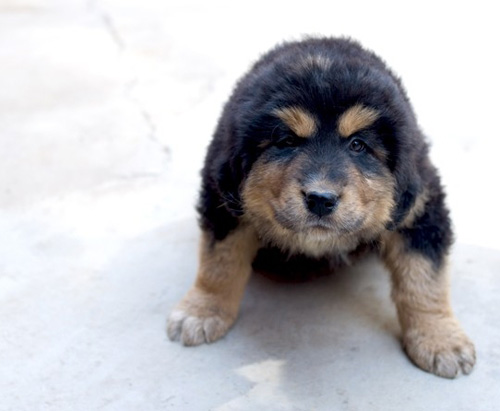 小藏獒图片大全 萌萌的很可爱