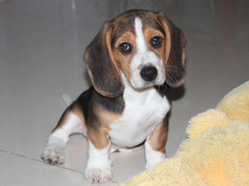 比格犬的性格 个性活泼开朗感觉敏锐