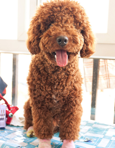 女生最爱贵宾犬