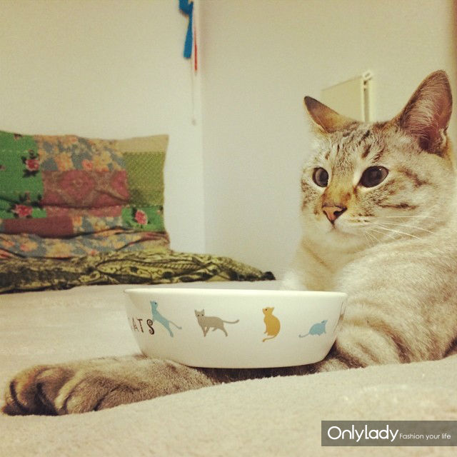 超萌网络红猫 把斗鸡眼变成一种蠢萌