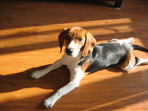 怎样训练比格犬 秋天是训练幼犬觅踪的佳季