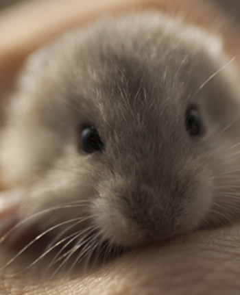 柔软小绒球 仓鼠选购四大攻略