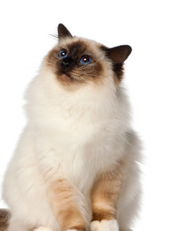 缅甸猫如何挑选 活泼的喵星人