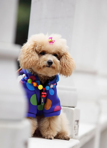 聪明的泰迪的可爱图片