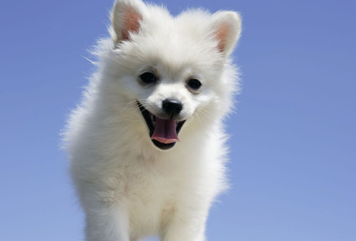 吉娃娃可爱图片 小宠的世界总是那么萌